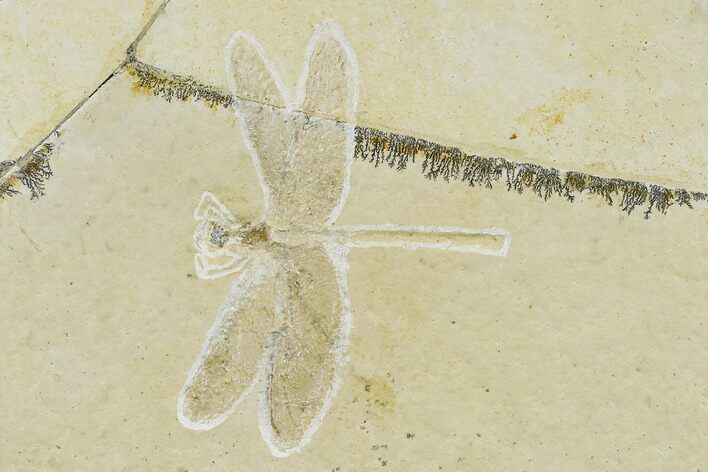 Fossil Dragonfly (Aeschnogomphus) - Solnhofen Limestone #113343